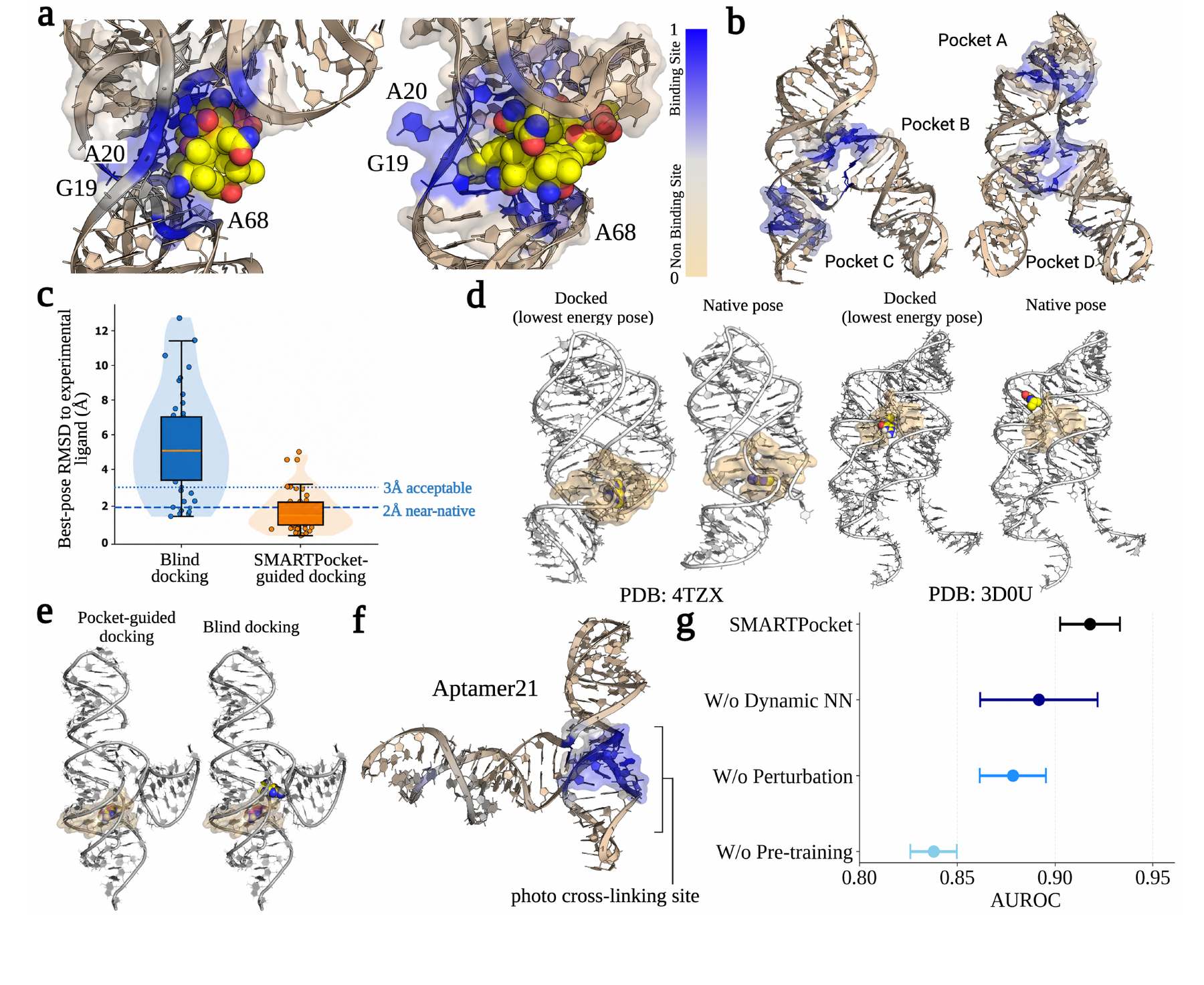 SMARTPocket cryptic pocket, guided docking, Aptamer21 and ablation evidence